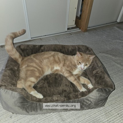 Photo de chat perdu à Bethoncourt
