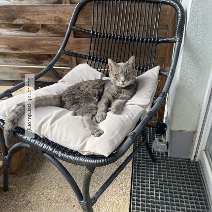 Photo de chat perdu à Colombelles