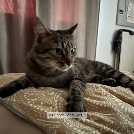 Photo de chat perdu à Amiens