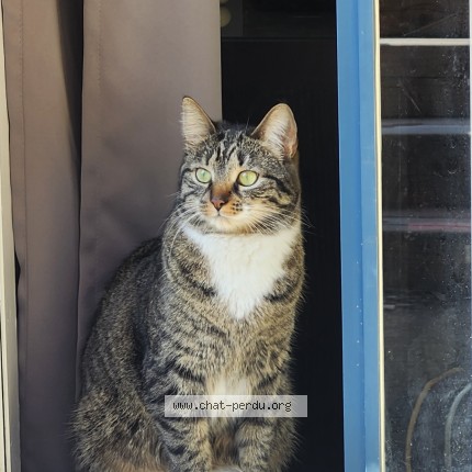 Photo 1/1 Dora Chat perdu à Laval