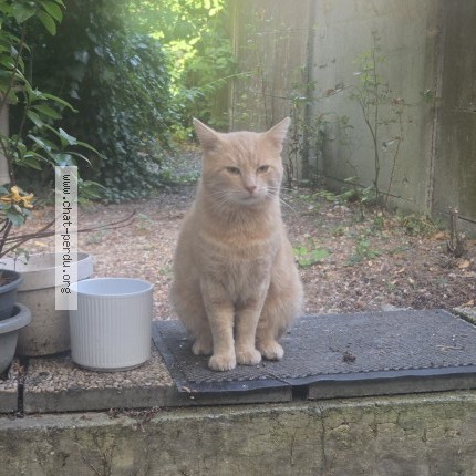 Photo 1/1 Chat trouvé Trouvé à Amiens