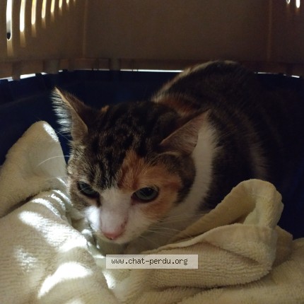 Photo de chat perdu à Tours