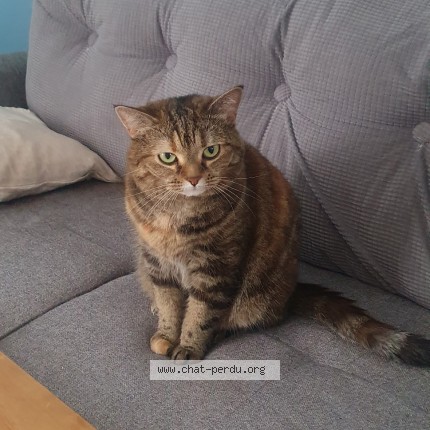 Photo de chat perdu à Croix