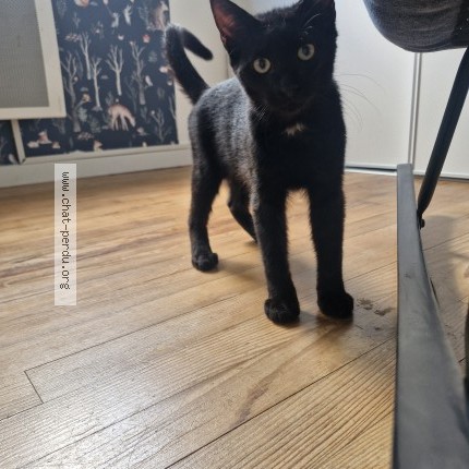 Photo 1/1 Arlo Chat perdu à Bayonne