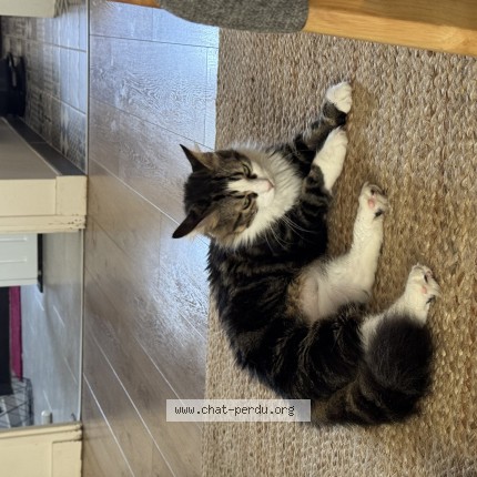 Photo de chat perdu à Toulouse