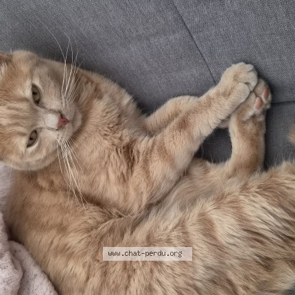 Photo de chat perdu à Soisy Sous Montmorency