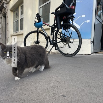 Photo 1/1 Chat trouvé Trouvé à Paris
