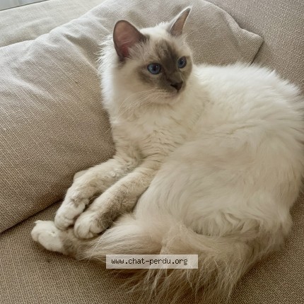 Photo de chat perdu à Amboise
