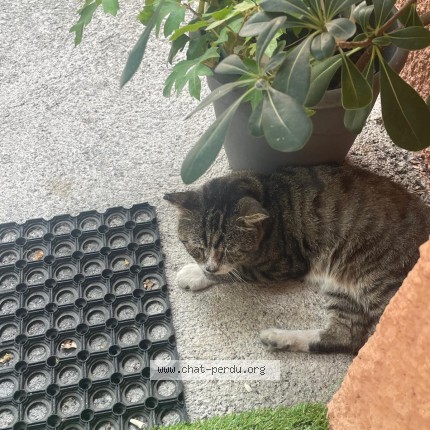 Photo 1/1 Chat trouvé Trouvé à Montpellier