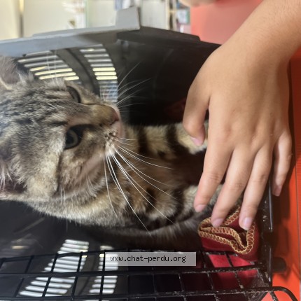 Photo de chat trouvé à Roubaix