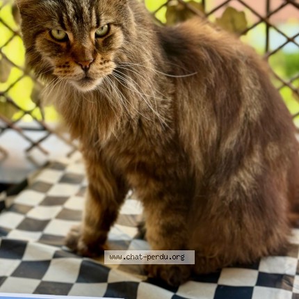 Photo de chat perdu à Marseille