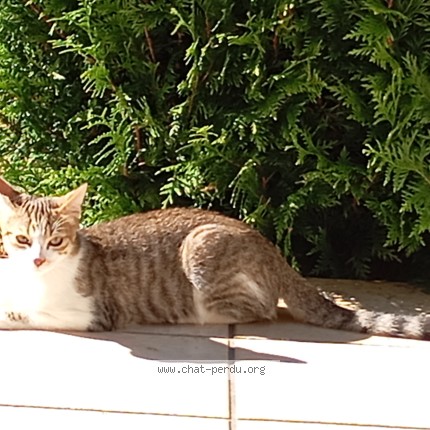Photo de chat trouvé à Martignat