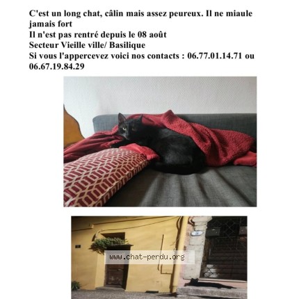 Photo 1/1 Poncho Chat perdu à Menton
