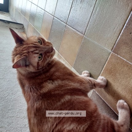 Photo 1/1 Chat trouvé Trouvé à Montpellier