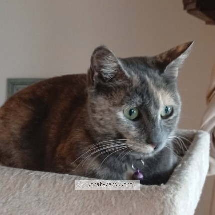 Photo de chat perdu à Jonquieres