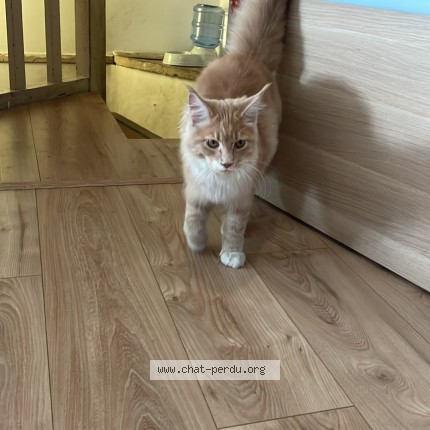 Photo de chat perdu à Wasquehal