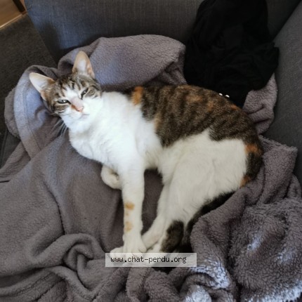 Photo 1/1 Chat retrouvé Perdu à Sougeal