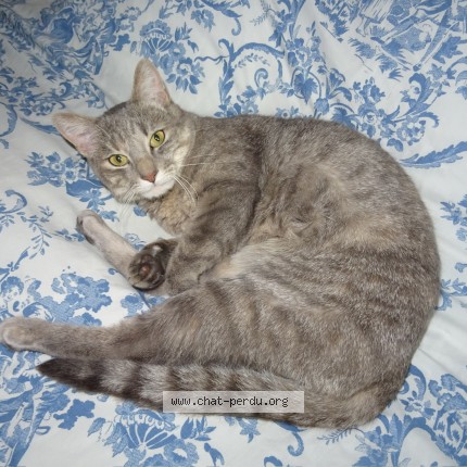 Photo de chat perdu à Toulouse