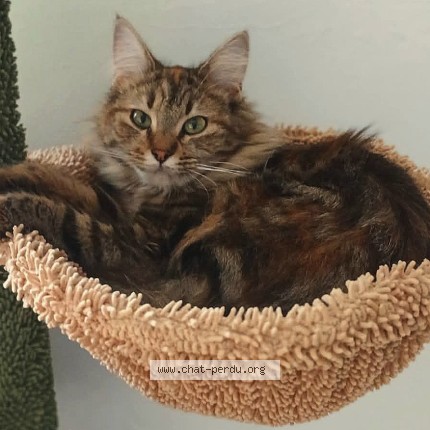 Photo de chat perdu à Amiens