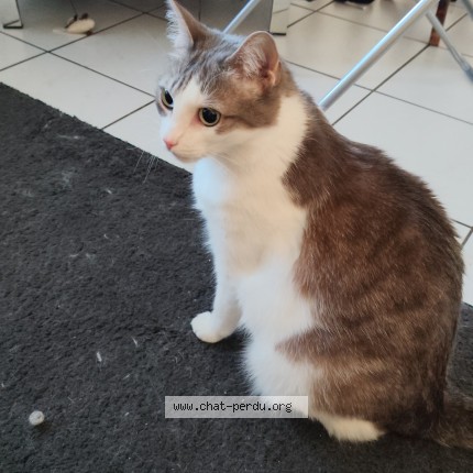 Photo 1/1 Yoschie Chat perdu à Orschwihr