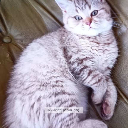 Photo de chat perdu à Chartres