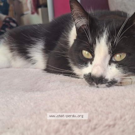 Photo de chat perdu à Le Gua