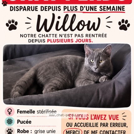 Photo 2/2 willow Chat perdu à Clairoix