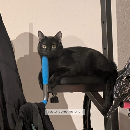 Photo de chat perdu à Chambery