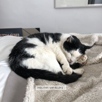 Photo de chat perdu à Busseau Villiers Sous Grez