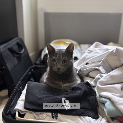 Photo de chat perdu à Laval