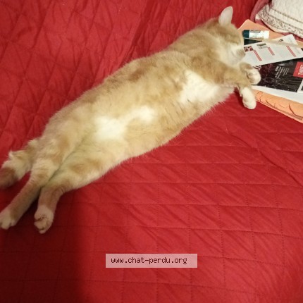 Photo 1/1 ch&acirc;taigne Chat perdu à Salaise Sur Sanne