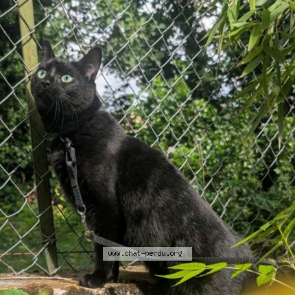 Photo de chat perdu à Montpellier