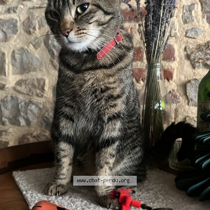 Photo de chat perdu à Saint Donat