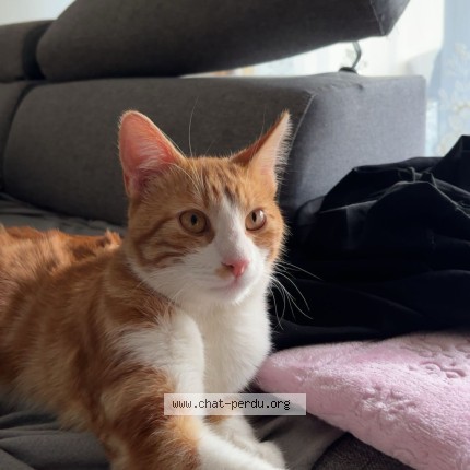 Photo 1/1 Garfield Chat perdu à Launaguet