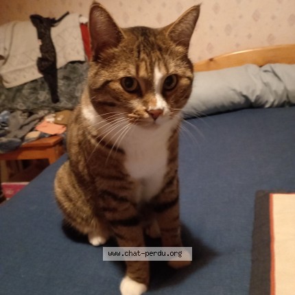 Photo de chat perdu à Tence