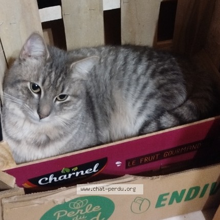 Photo 2/2 Chamou Chat perdu à Saint Hilaire Foissac