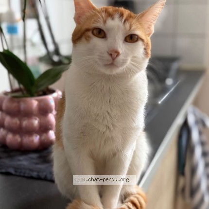 Photo de chat perdu à Void Vacon