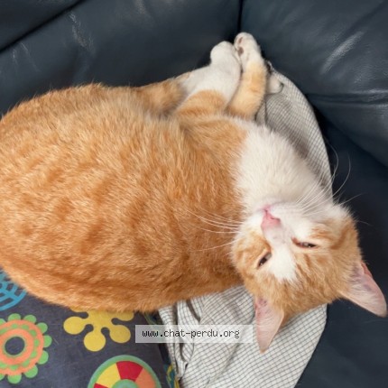 Photo de chat perdu à Valenciennes