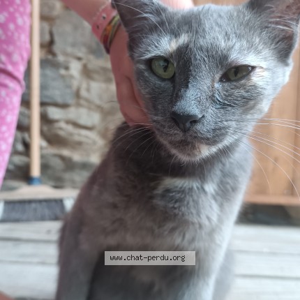 Photo 1/1 Chat trouvé Trouvé à Camors