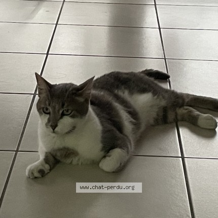 Photo 1/1 Catniss Chat perdu à Blanquefort