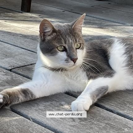 Photo 1/1 Catniss Chat perdu à Blanquefort