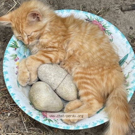 Photo de chat perdu à Faverolles