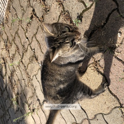 Photo 1/1 Chat trouvé Trouvé à Castres