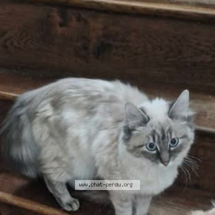 Photo de chat perdu à Escrennes