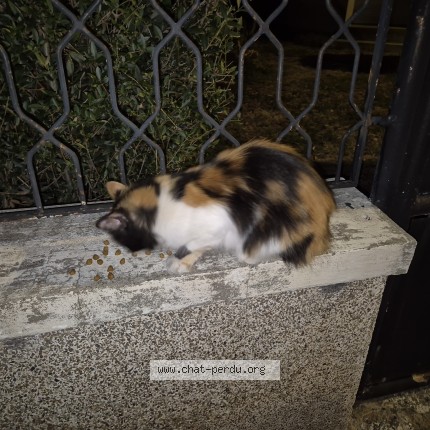 Photo 1/1 Chat retrouvé Trouvé à Louviers