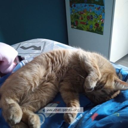 Photo de chat perdu à Paimpol