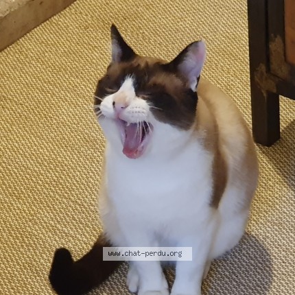 Photo de chat perdu à Morlaix
