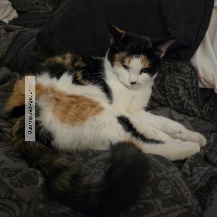 Photo de chat perdu à Voisins Le Bretonneux