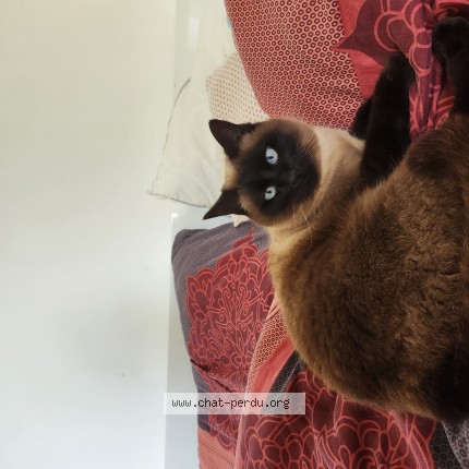 Photo de chat perdu à Clave