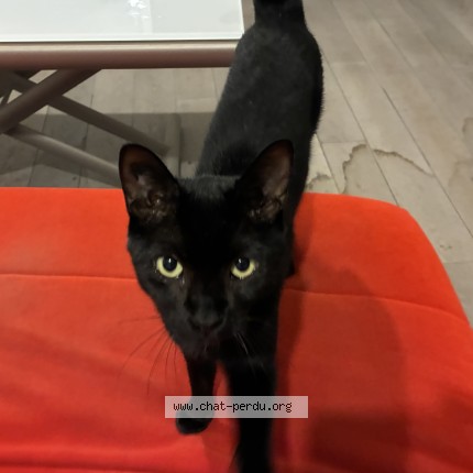 Photo 1/1 Chat trouvé Trouvé à Paris